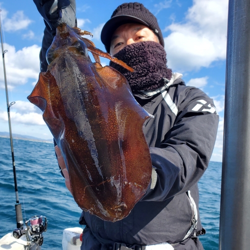 アオリイカの釣果