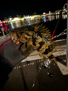 ベッコウゾイの釣果