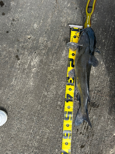 アメリカナマズの釣果