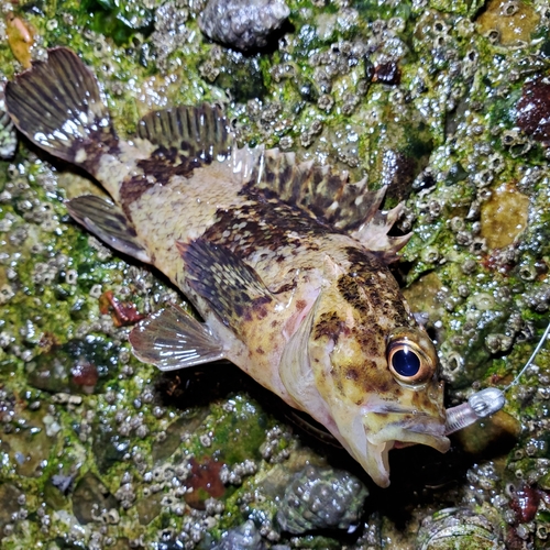 ムラソイの釣果