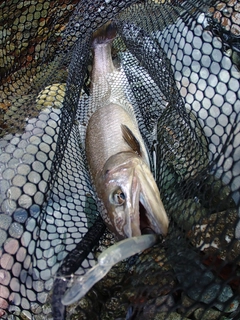 イワナの釣果