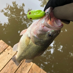 ブラックバスの釣果