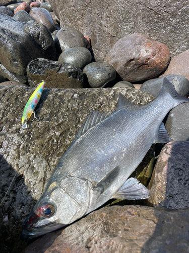 ヒラスズキの釣果