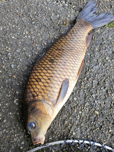 コイの釣果