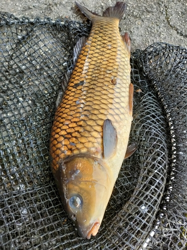 コイの釣果