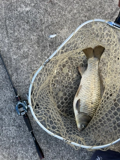 フナの釣果