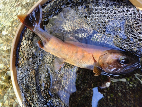 ヤマメの釣果