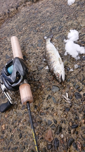 アマゴの釣果