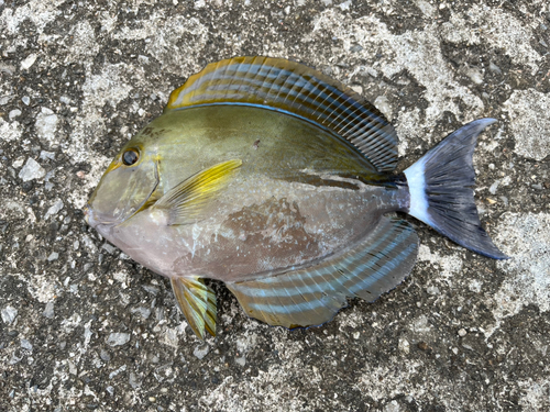 クロハギの釣果