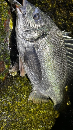 キビレの釣果