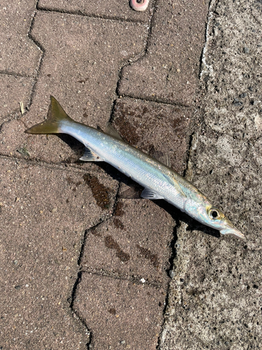 カマスの釣果