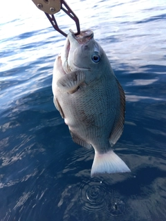 メジナの釣果