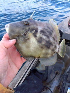 カワハギの釣果