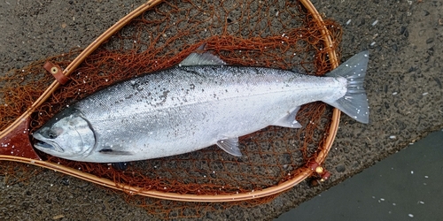 サクラマスの釣果