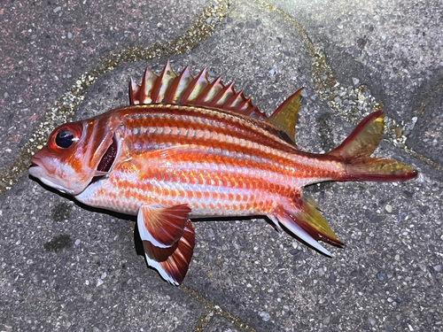 アヤメエビスの釣果