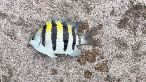 オヤビッチャの釣果