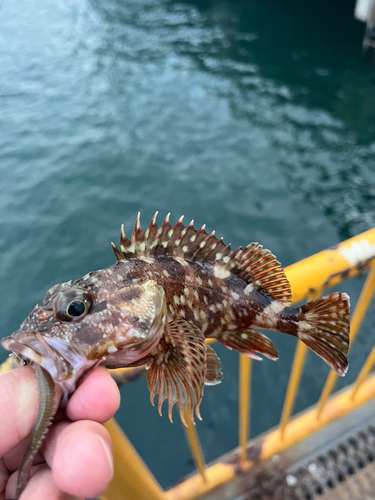 カサゴの釣果