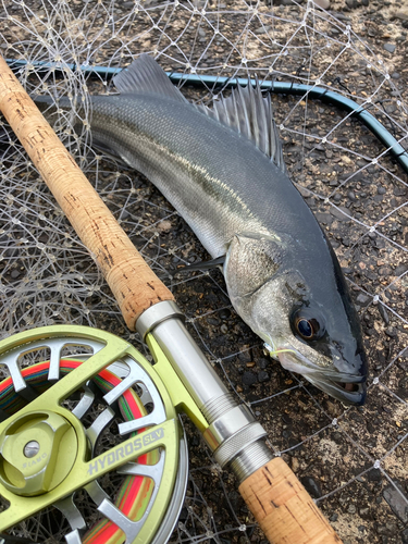 フッコ（マルスズキ）の釣果