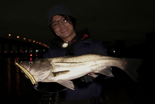 シーバスの釣果