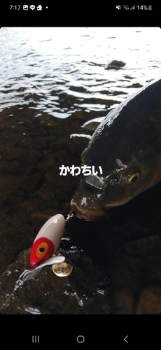 コイの釣果