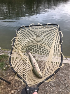 ニジマスの釣果