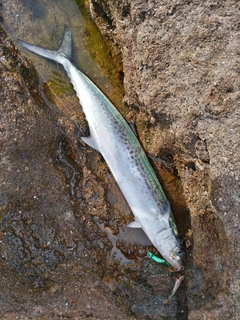 サゴシの釣果