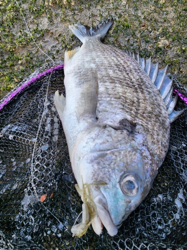 キビレの釣果