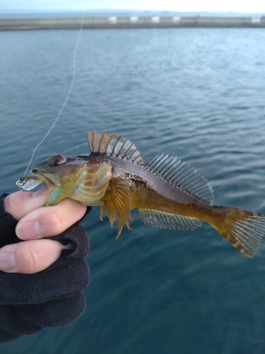 アナハゼの釣果