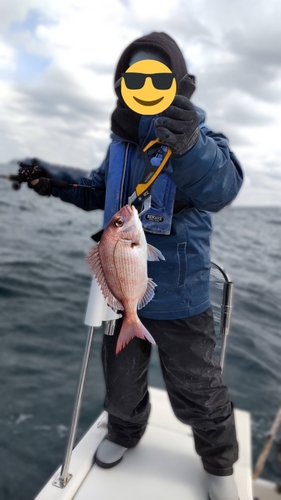 マダイの釣果