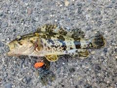 タケノコメバルの釣果