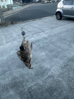 タケノコメバルの釣果