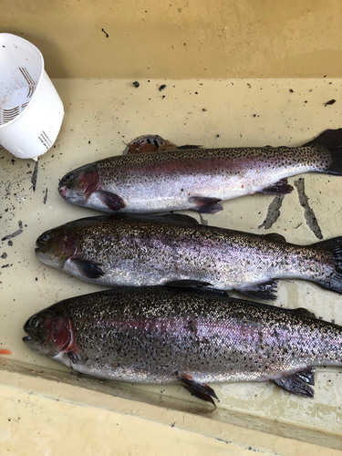 ニジマスの釣果