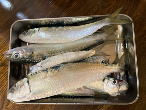 カタボシイワシの釣果