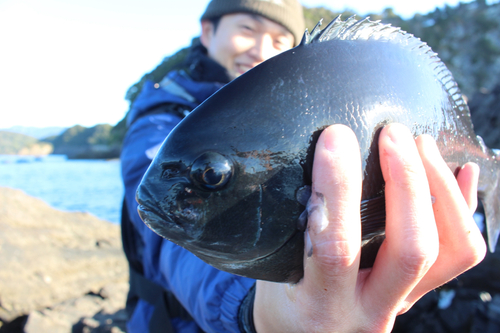 グレの釣果