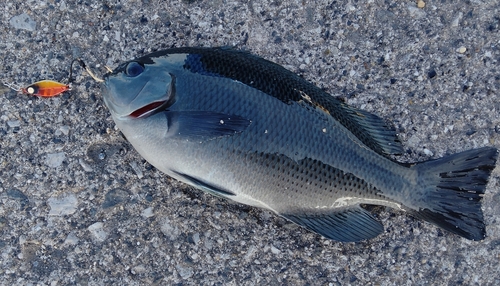 メジナの釣果