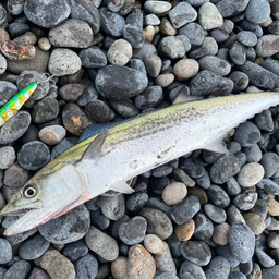 ゲキシブの釣果