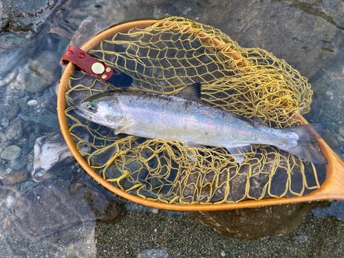 アマゴの釣果