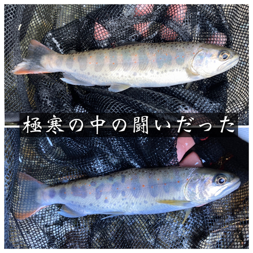 アマゴの釣果