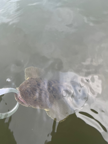 マゴチの釣果