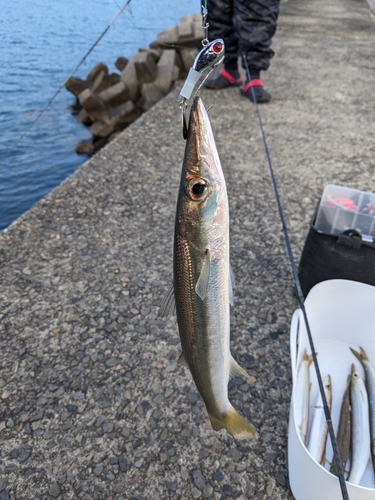 カマスの釣果