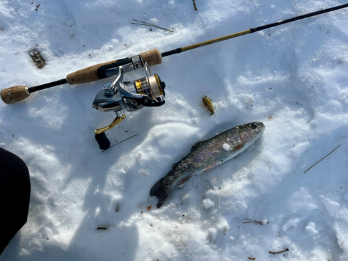 ニジマスの釣果