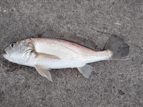 イシモチの釣果