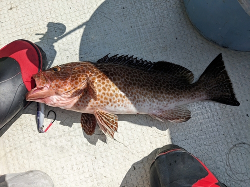 オオモンハタの釣果