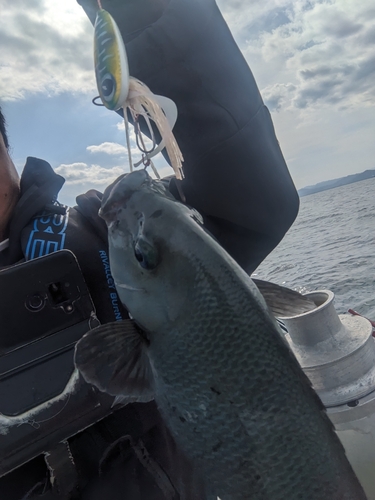 メジナの釣果