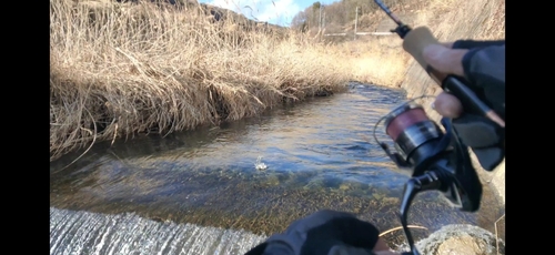 アマゴの釣果