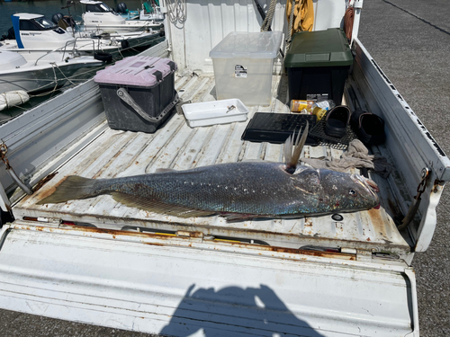 オオニベの釣果