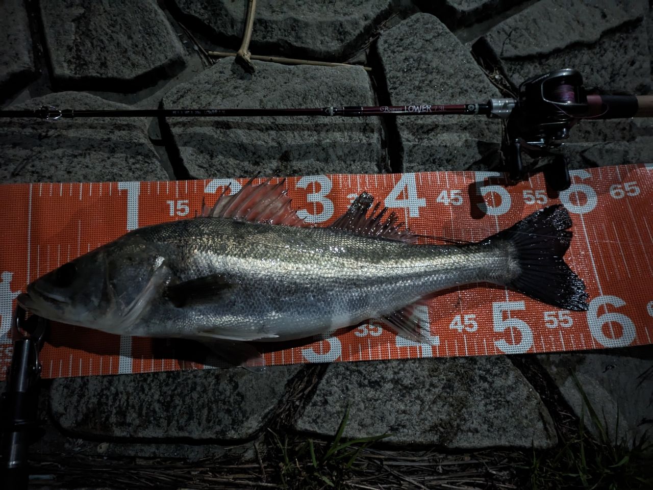シーバスの釣果写真