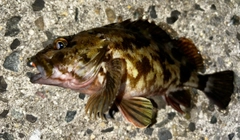 カサゴの釣果