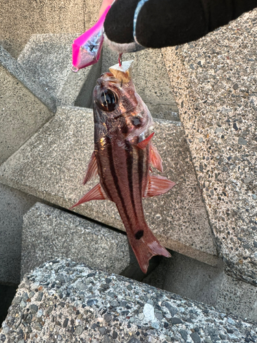 オオスジイシモチの釣果