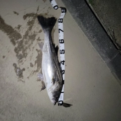 セイゴ（マルスズキ）の釣果